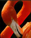 flamingo3.jpg (82500 ֽ)