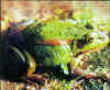 frog04.jpg (54664 ֽ)