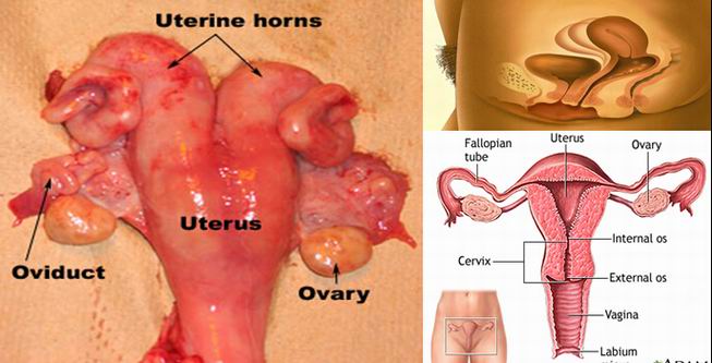 女性内生殖器的结构及真实解剖照片