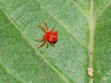 趣味生物知识90条 白蚁不是蚂蚁，红蜘蛛也不是蜘蛛
