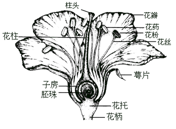 花的结构解剖图标本图片