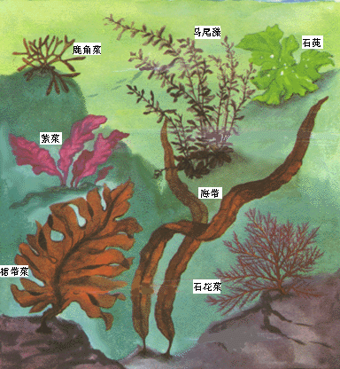 轮藻门代表植物图片