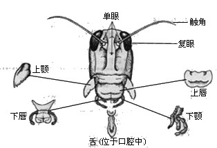 昆虫口器的结构图片