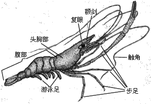 罗氏沼虾结构图图片