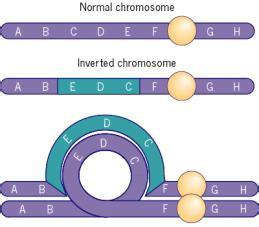 染色体倒位示意图图片